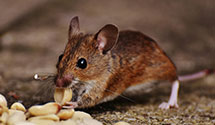 24 Hour & Emergency Exterminators in Boulder Jct, WI